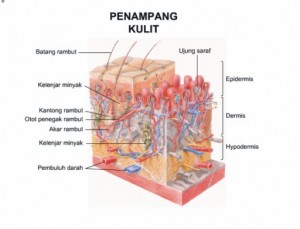 Anatomi Lapisan-Lapisan Kulit Tubuh Manusia