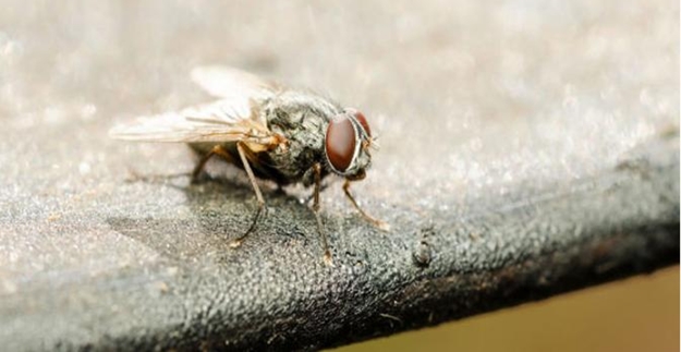 4 Cara Efektif Mengusir Lalat