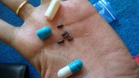 Mengenal Khasiat Semut Jepang untuk Pengobatan